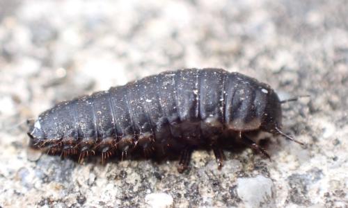 Thanatophilus sp.